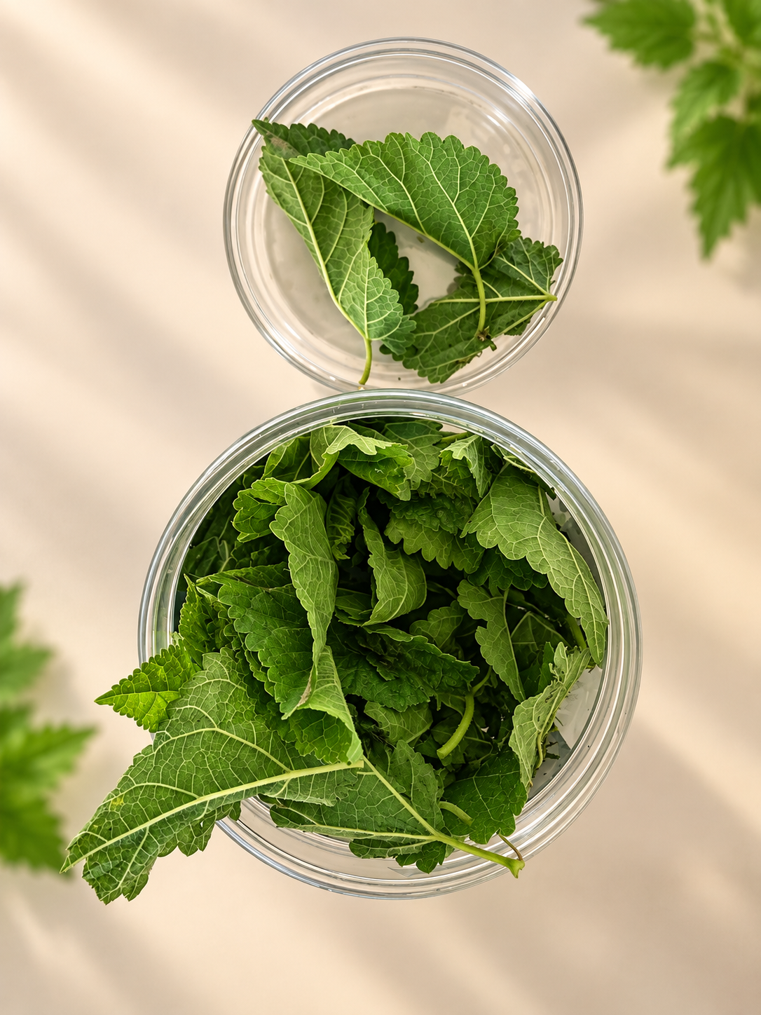 Jungle Organic Nettle Tea (30 GM) (PACK OF 2)