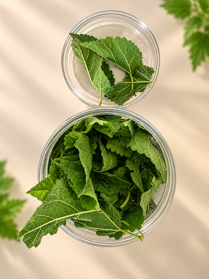 Jungle Organic Nettle Tea (30 GM) (PACK OF 2)